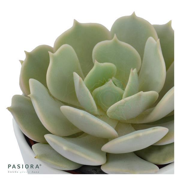 Echeveria Lola - 5.5cm