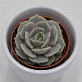 Echeveria Lola - 5,5cm