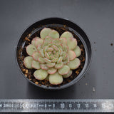 Echeveria Macadamia