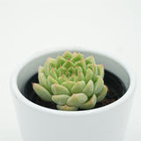 Echeveria Malgan x Queen - 6cm