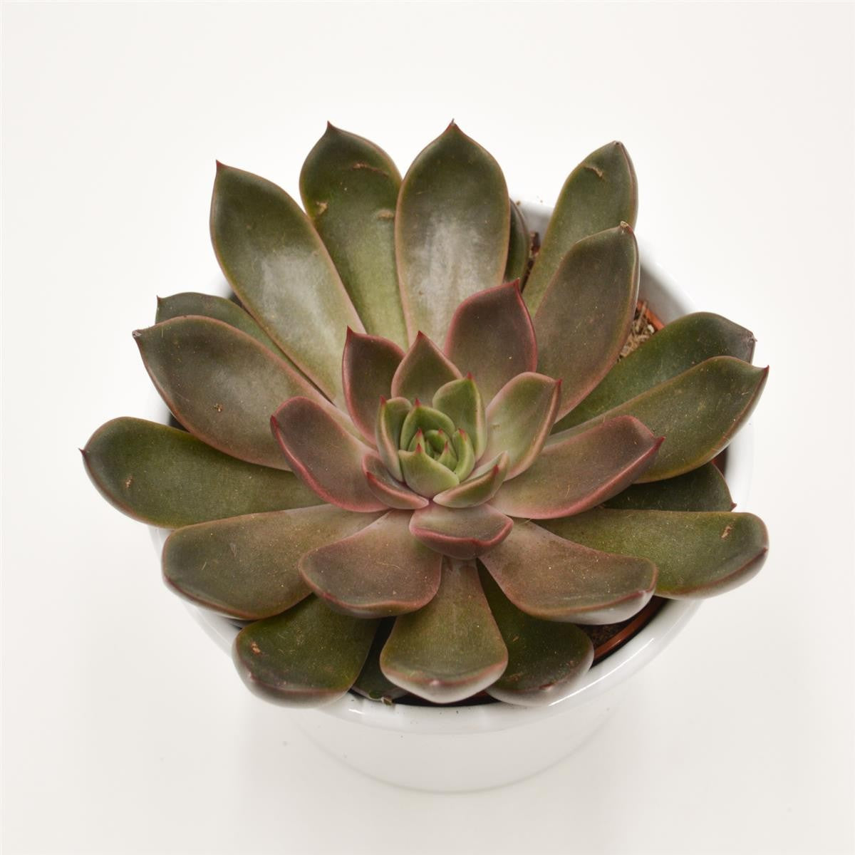 Echeveria Mariposa - 10.5cm