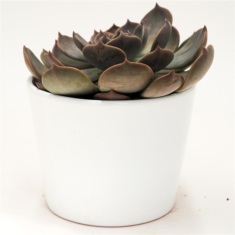 Echeveria Marrom - 10.5cm