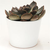 Echeveria Marrom - 10.5cm