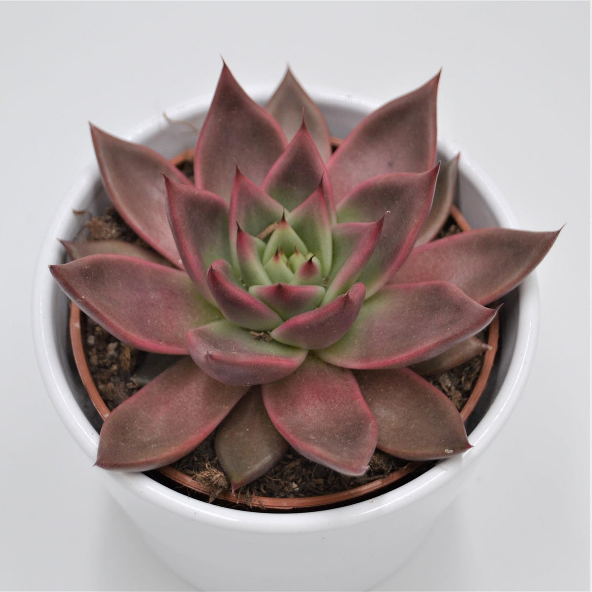 Echeveria agavoides Mars - 10.5cm