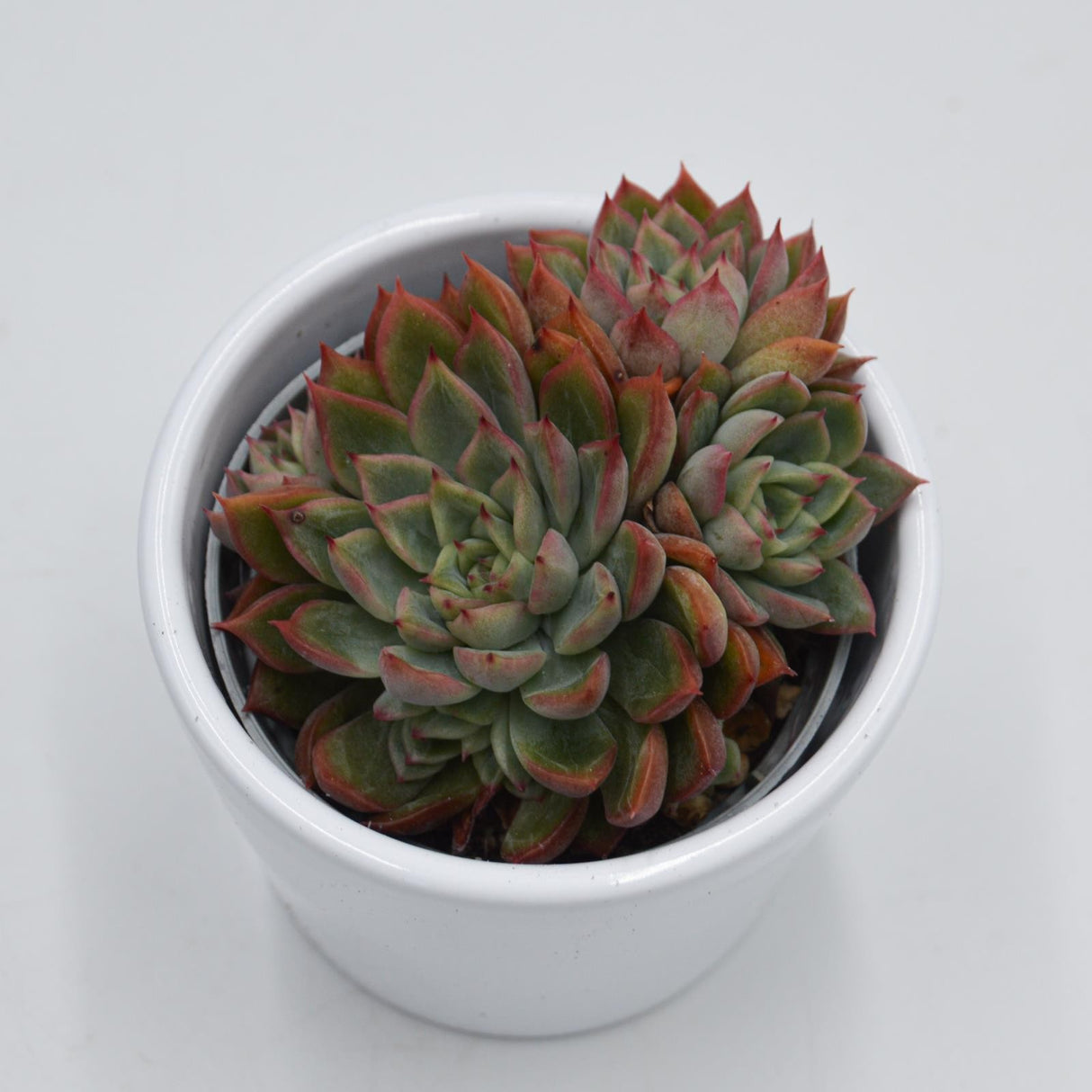 Echeveria Mebina - 6cm
