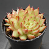 Echeveria Meteor Shower
