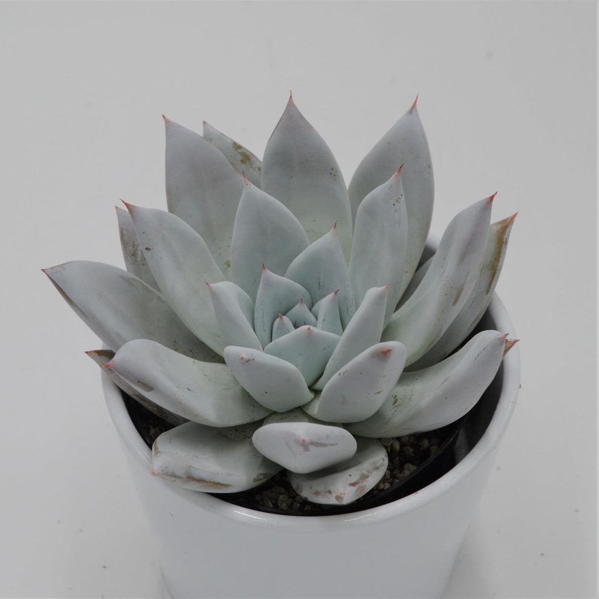 Echeveria Mexican Giant - 10.5cm
