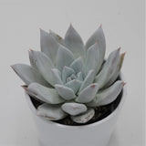 Echeveria Mexican Giant - 10.5cm