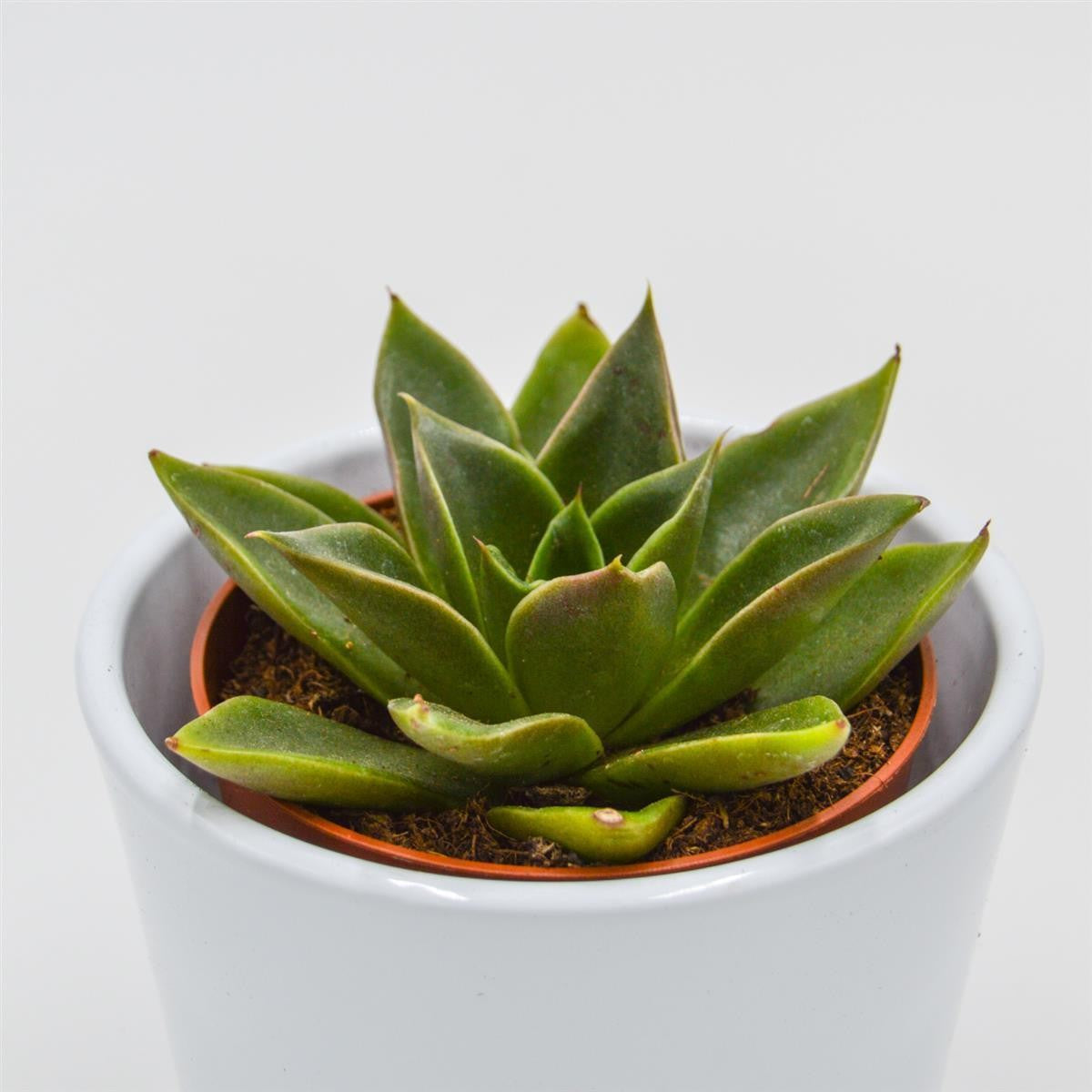 Echeveria Mexicana - 8.5cm