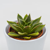 Echeveria Mexicana - 8.5cm