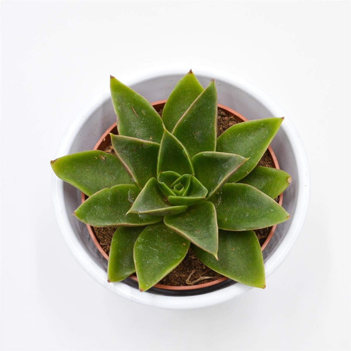 Echeveria Mexicana - 8.5cm
