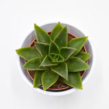 Echeveria Mexicana - 8.5cm