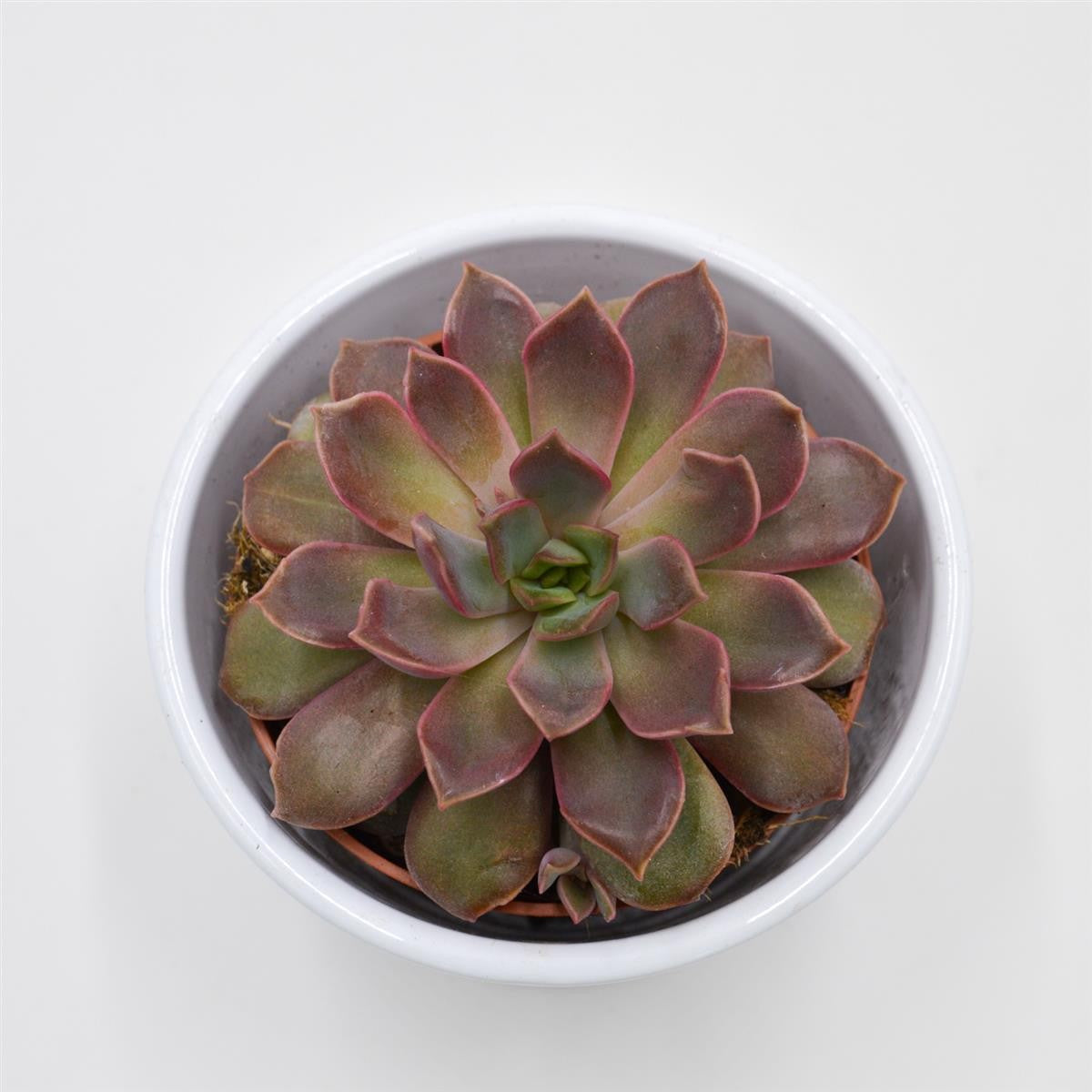 Echeveria Mina - 8.5cm