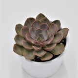 Echeveria Mina - 8.5cm