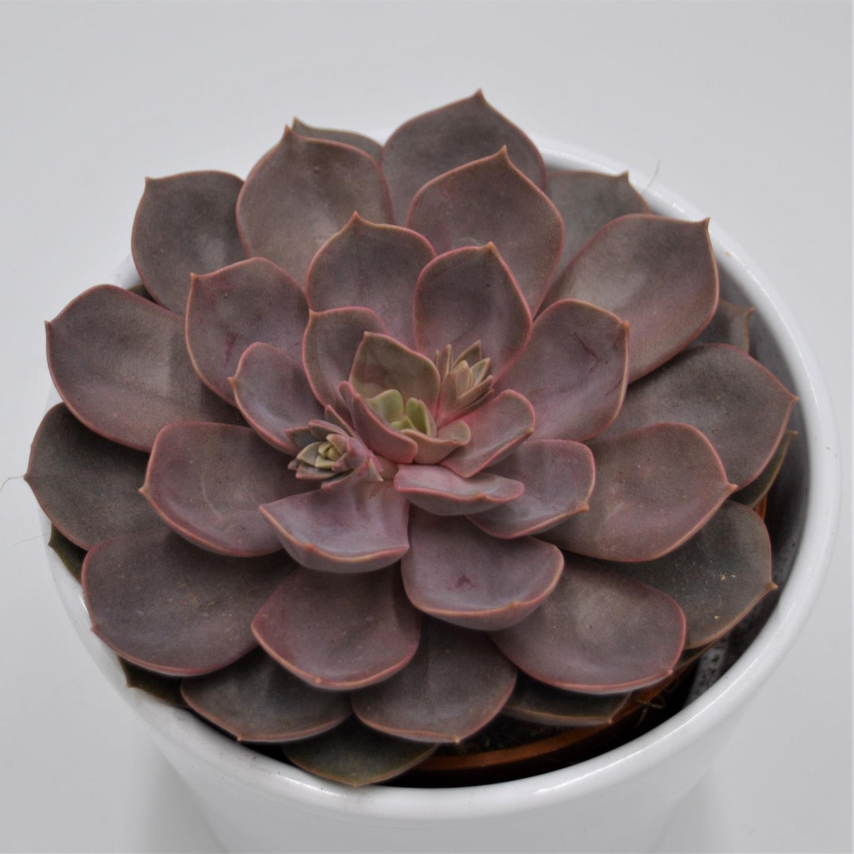 Echeveria Mina - 10.5cm
