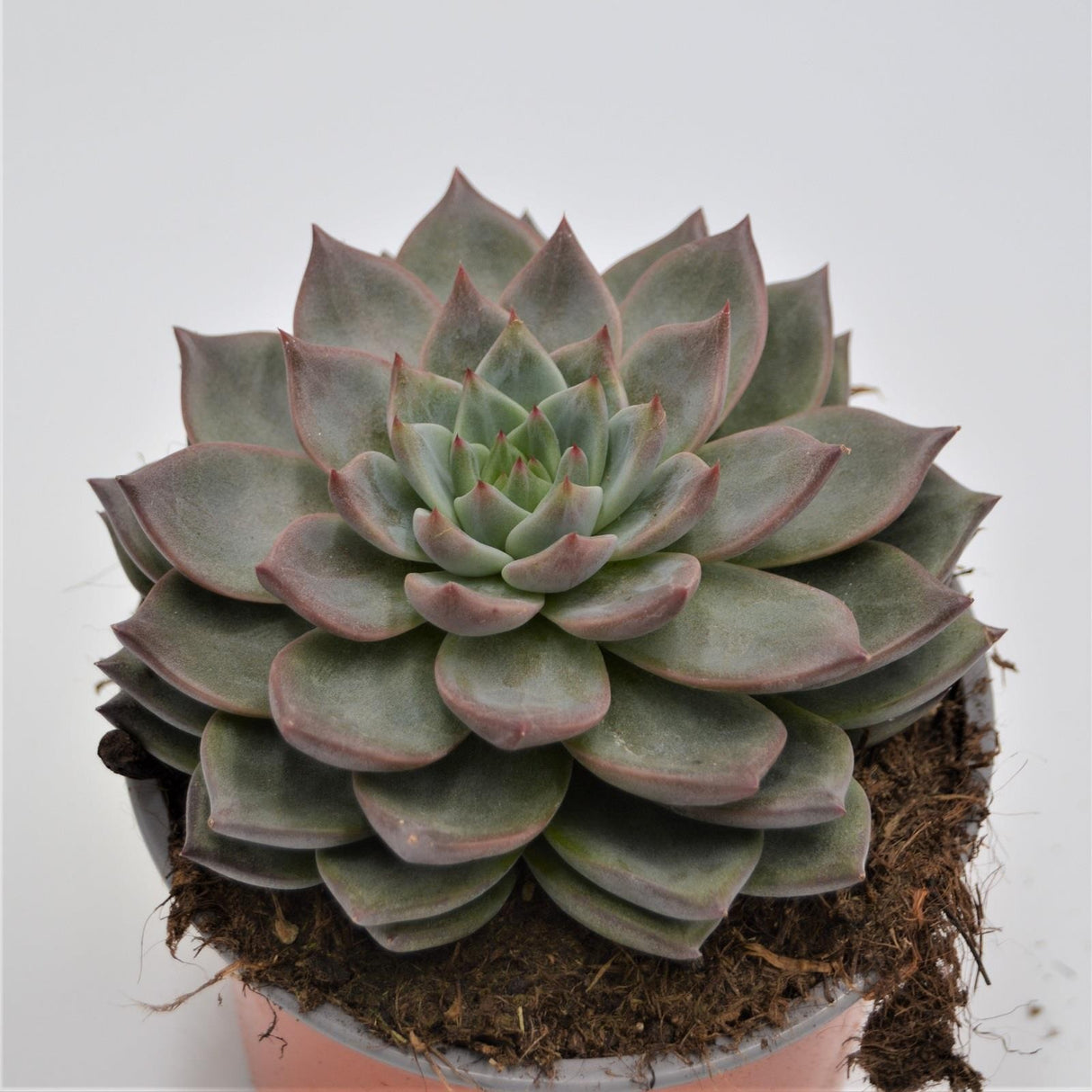 Echeveria Monica - 13cm