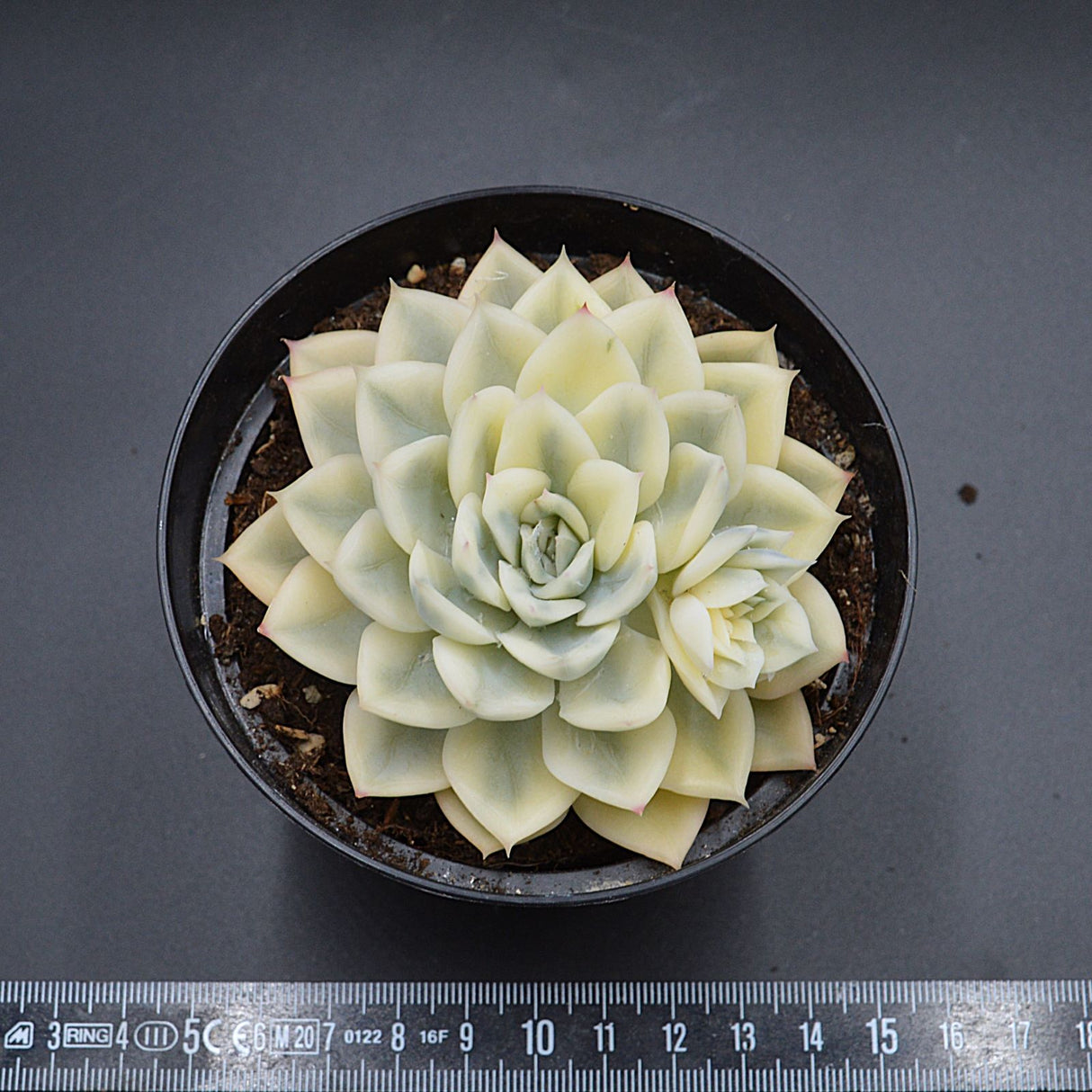 Echeveria Moon Fairy f. variegata