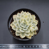 Echeveria Moon Fairy f. variegata
