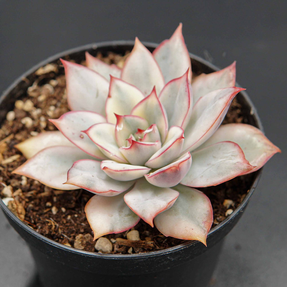 Graptoveria Pink Donna Mutation Cutting