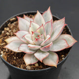 Graptoveria Pink Donna Mutation Cutting
