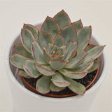 Echeveria Moonshine - 8.5cm
