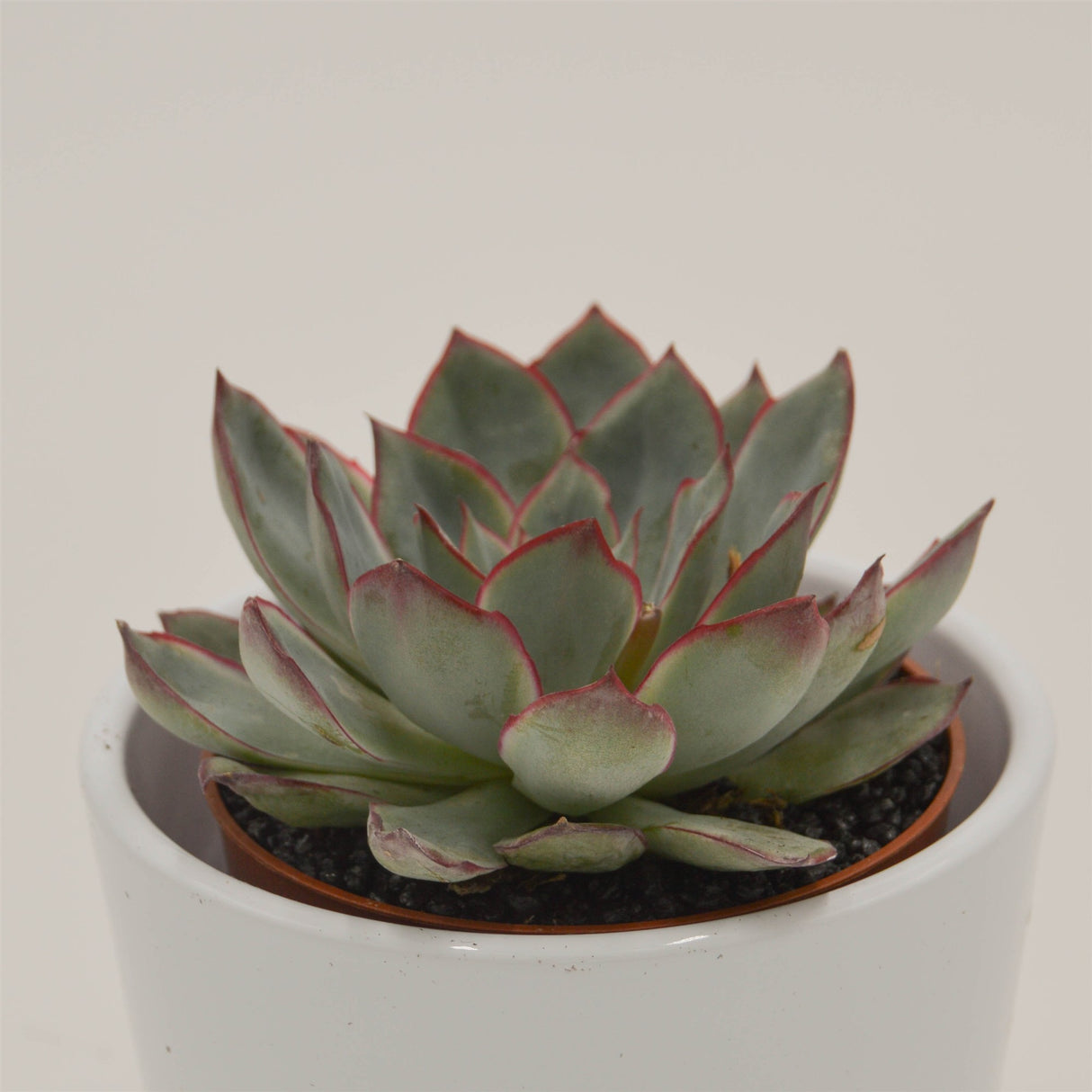 Echeveria Moonshine - 8.5cm
