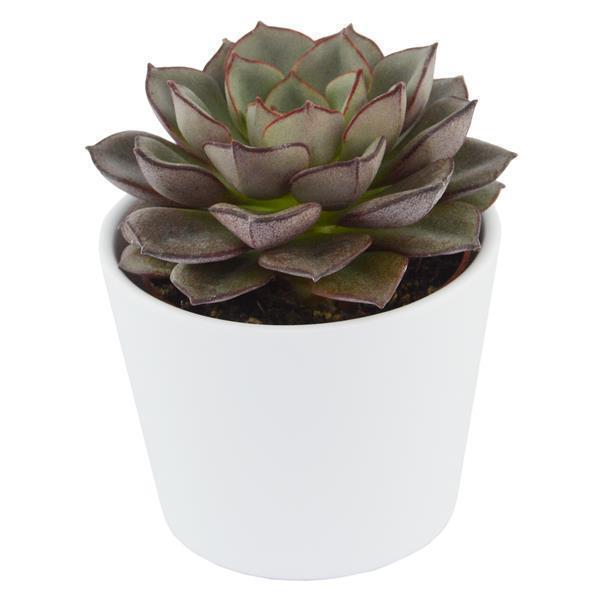 Enchanté Echeveria, 10 pieces