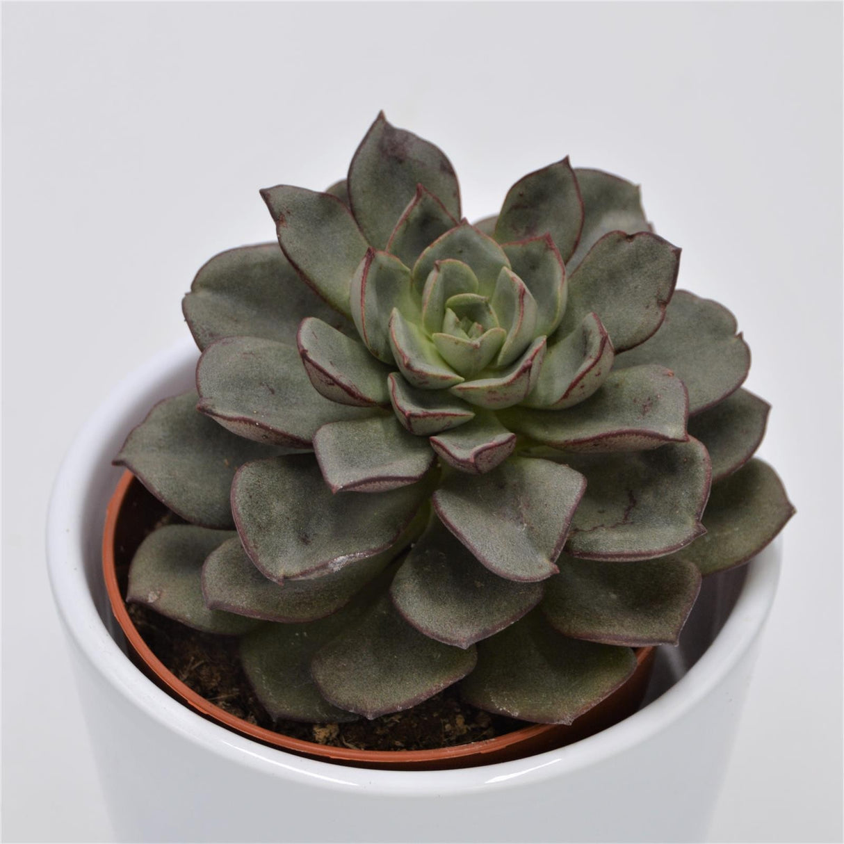 Echeveria moranii - 8.5cm