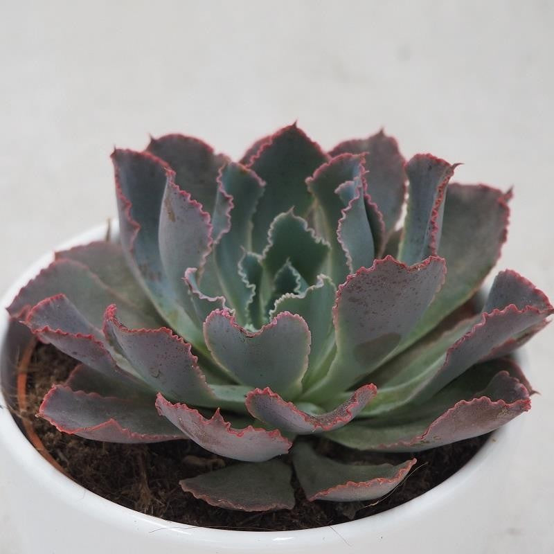 Echeveria Neon Breaker - 10.5cm