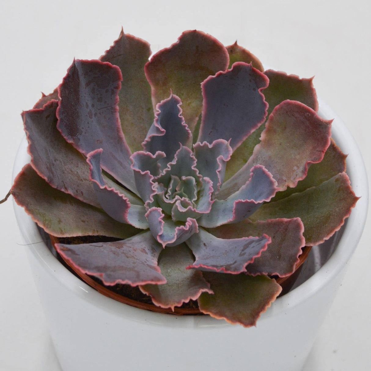 Echeveria Neon Breaker - 8.5cm