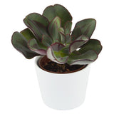 Enchanté Echeveria, 10 pieces