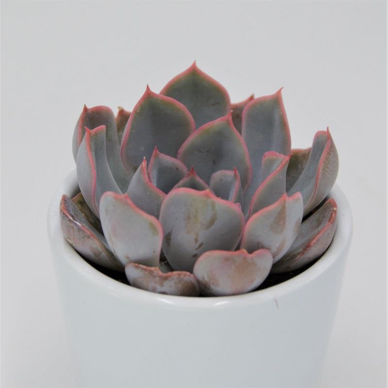 Echeveria Orion - 6cm