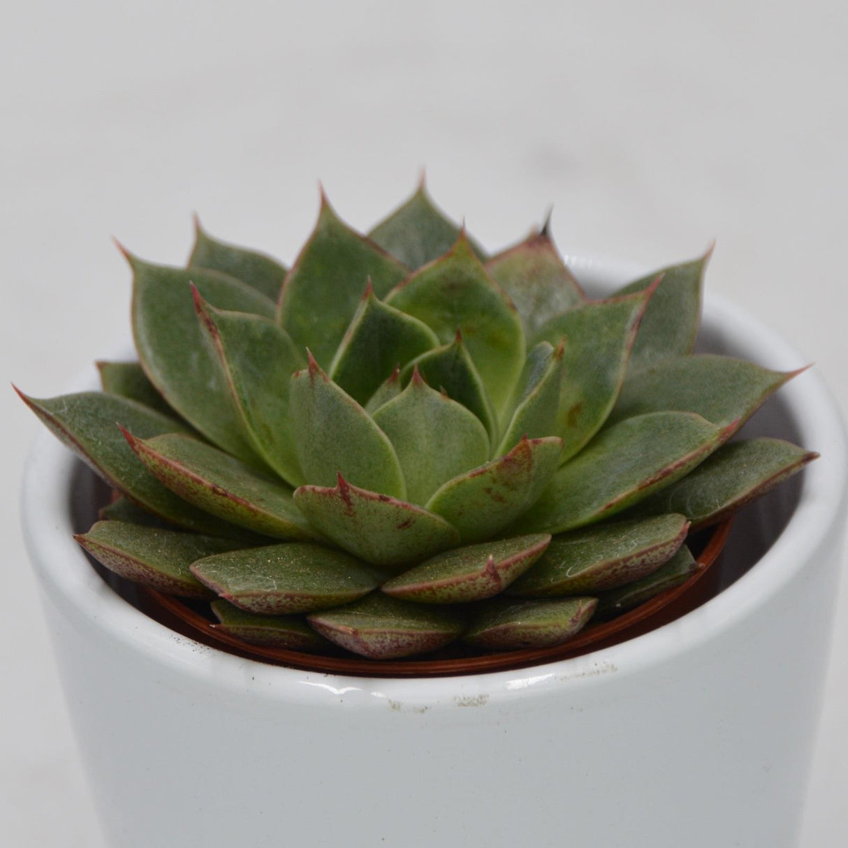 Echeveria Parva - 5.5cm
