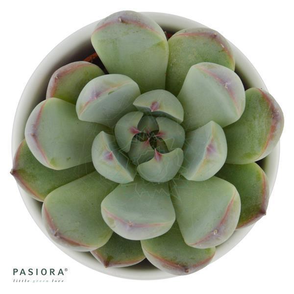 Enchanté Echeveria, 5 pieces