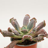 Echeveria Paul Bunyan - 13cm