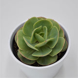 Echeveria Green Spoon - 12cm