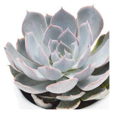 Echeveria peacockii - 5.5cm