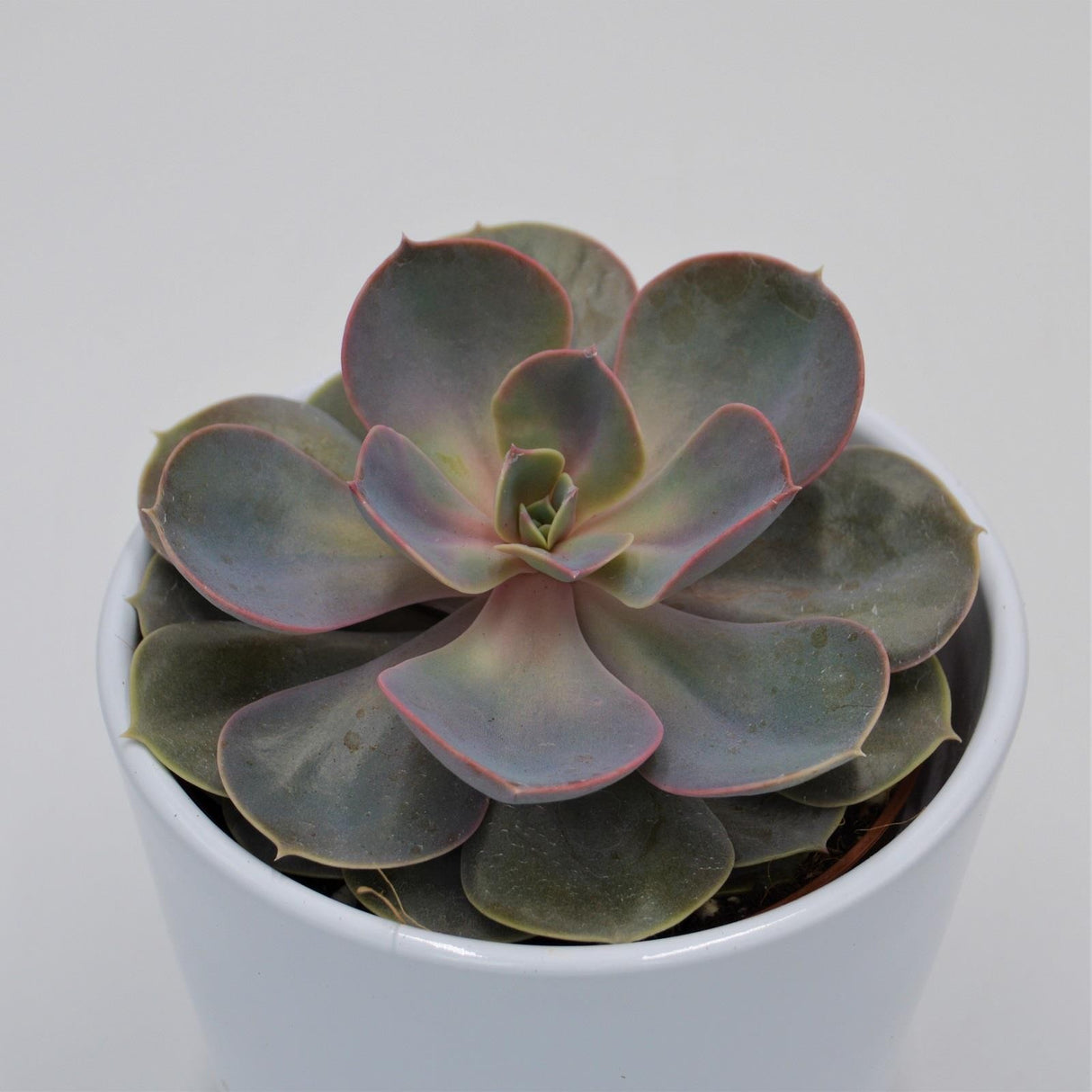 Echeveria Perle von Nürnberg - 10,5cm