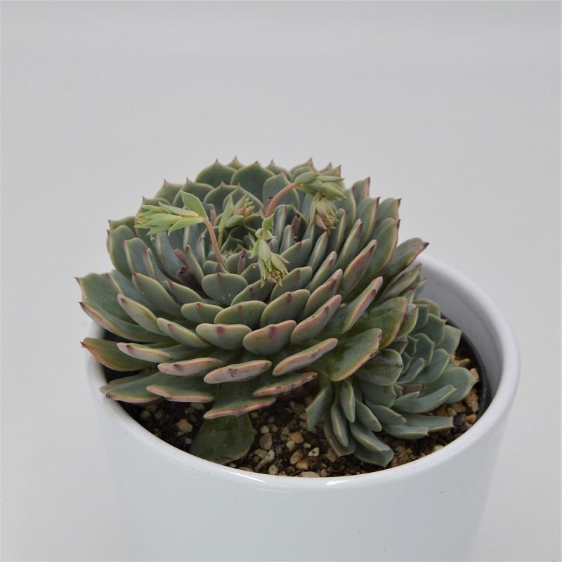 Echeveria Pinwheel - 10.5cm