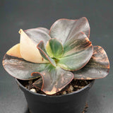 Echeveria Primadonna f. variegata 2