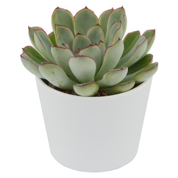 Enchanté Echeveria, 10 pieces