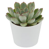 Enchanté Echeveria, 10 Stück