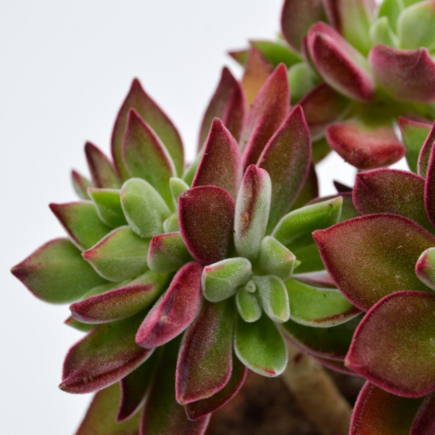 echeveria devotion succulent Echeveria Pulvinata Devotion Ø10,5cm