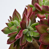 Echeveria Pulvinata Devotion - 8,5cm