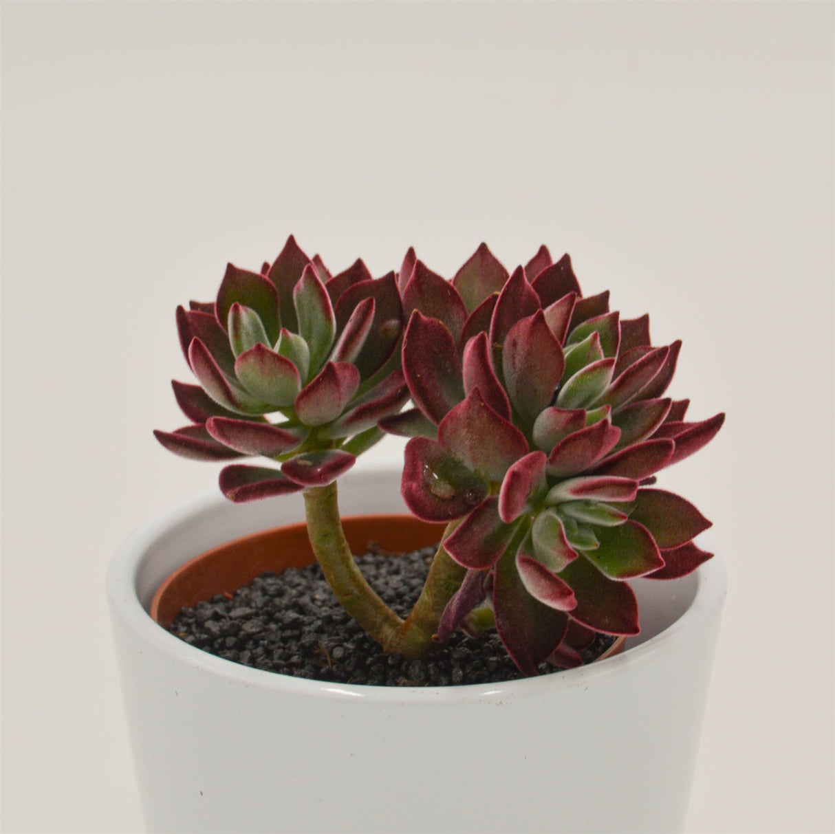 Echeveria Pulvinata Devotion - 8.5cm