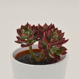 Echeveria Pulvinata Devotion - 8.5cm