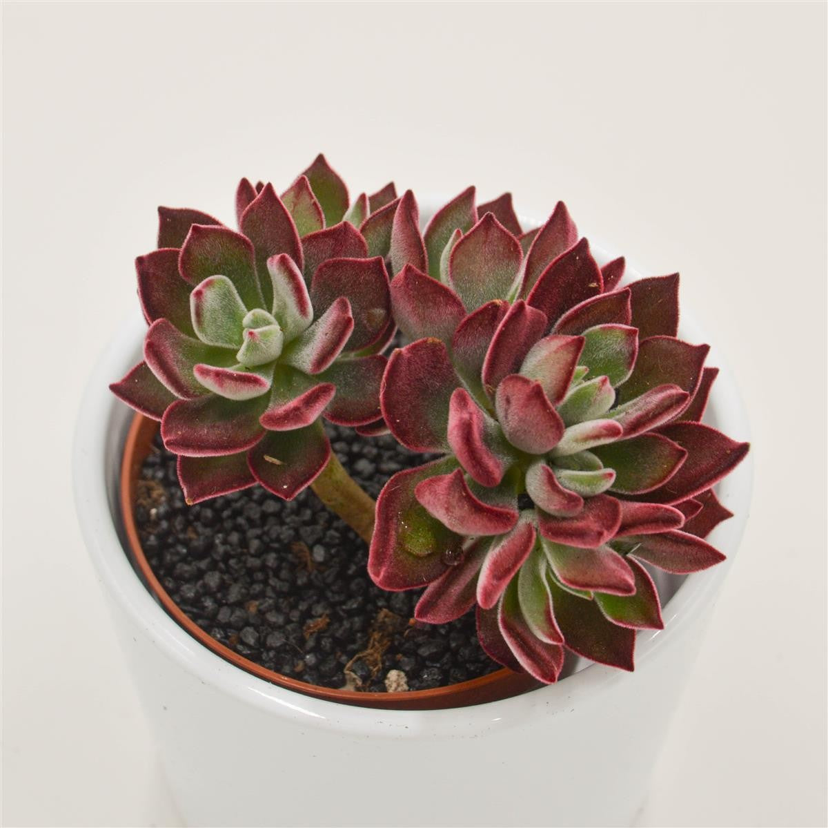 Echeveria Pulvinata Devotion - 8.5cm