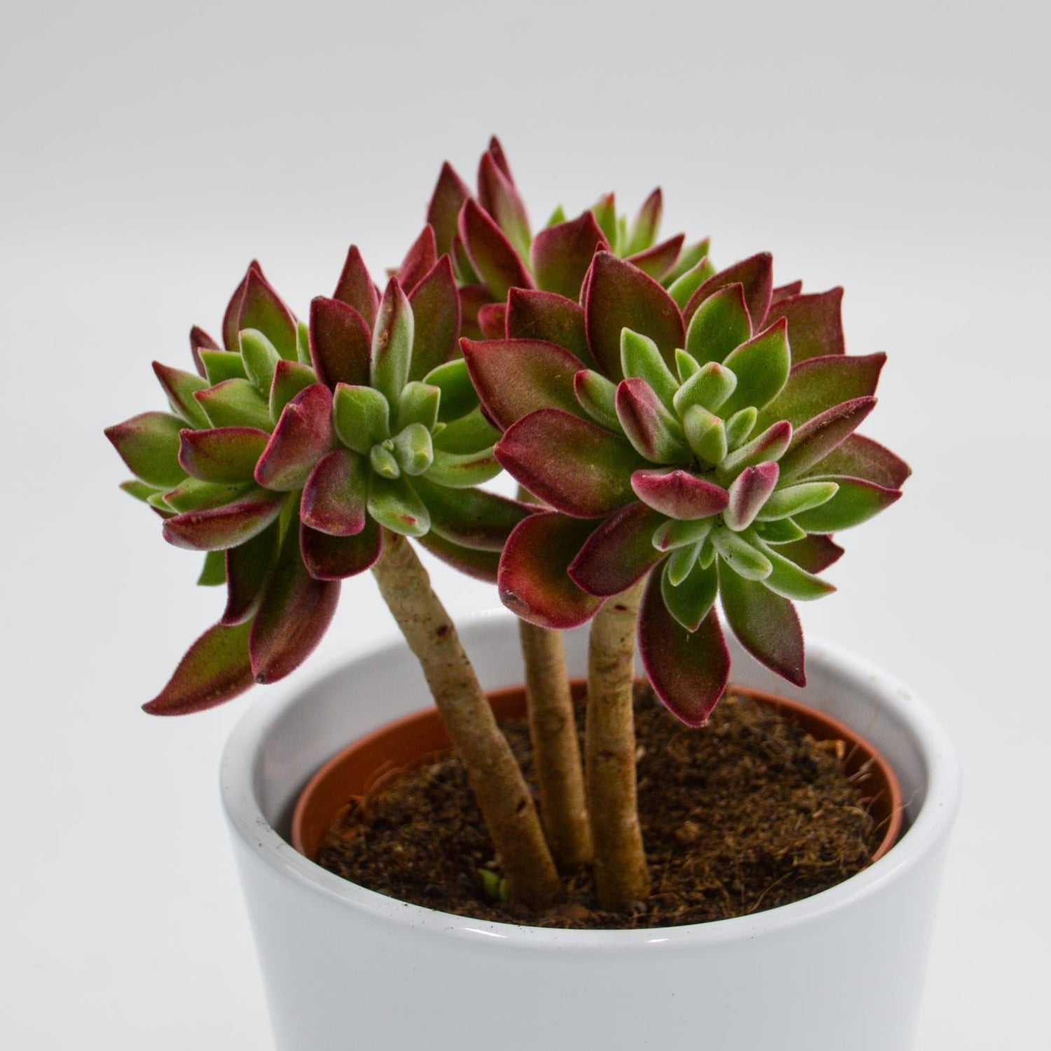 echeveria devotion succulent Echeveria Pulvinata Devotion Ø10,5cm