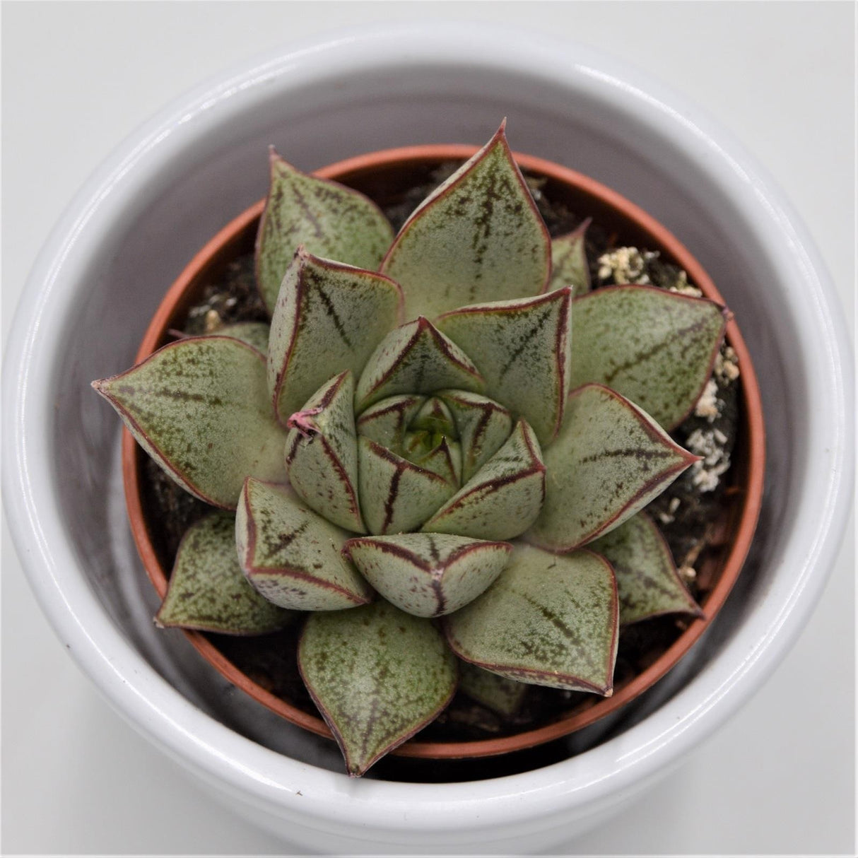 Echeveria purpusorum White Form - 5.5cm