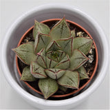 Echeveria purpusorum White Form - 5.5cm